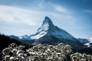 Edelweiss bienfaits de cette fleur de montagne